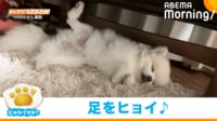 【映像】眠っているのに足を上げ下げする犬