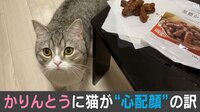 【映像】ご主人に“心配顔”の猫