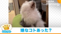 【映像】“ヘドバン”で荒ぶる大型ワンコ