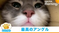 【映像】 “天才的”なアングルから捉えた3匹の猫