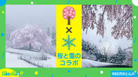 「桜と雪」自然の奇跡を捉えた“コラボ写真”に感動の声