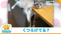 【映像】ソファーの上で“独特なくつろぎ方”をする猫(別カット)