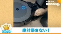 【映像】ロボット掃除機に挟まれても立ち向かうフェレット