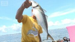 東京湾に40cm超の「ギガアジ」　釣り人“苦戦”観光資源にも　なぜ大きい？【詳細版】