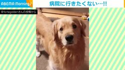 病院嫌いな犬 飼い主の一言で"あからさま"に落ち込む姿に「ゆっくり下がる尻尾」「お目目も切ないです…」と話題