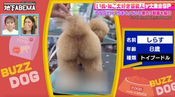 プリップリの桃のようなお尻…トイプードルに後ろ姿に悶絶「美尻だ」「可愛い〜」