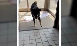 柴犬が“抜き足差し足”で帰宅する珍光景…超警戒する納得の理由と記憶力に「ちゃんと覚えてるんだ」と反響