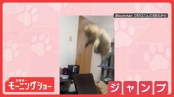 「飛びつくニャン」　勢いよく大ジャンプ！　蒸気に飛び掛かるネコちゃん　なぜ？