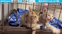 子猫の脱走劇！？必死にケージから出ようとして、見事成功してしまう様子に「頭が通ればイケるの法則」「めっちゃかわいい！」と反響
