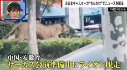 サーカス公演中にライオンが脱走→街中を走り回る異様な光景…飼育員が必死に追いかける様子も 中国