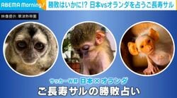 勝敗はいかに！？“日本vsオランダ”を占う3匹のご長寿サルに「驚きの展開！」「おもろすぎw」「さらに観る楽しみが増える！」などの声