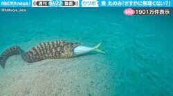 投稿者「さすがに無理くない？」←大きな魚を丸のみしようとするウツボの姿に「後には引けない感が…」「絶望の表情」と心配の声続々