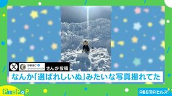 神々しい！！ 雪原でお座りする犬 偶然とれた“奇跡の1枚”に「天啓ですね…！」「映画のポスターだ」と反響続々