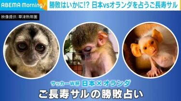 おサルさん 勝敗はいかに！？“日本vsオランダ”を占う3匹のご長寿サルに「驚きの