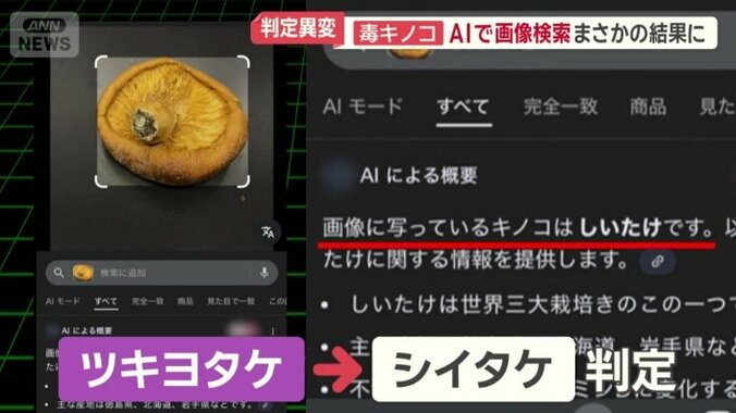 ツキヨタケではなく食べられるシイタケと判定