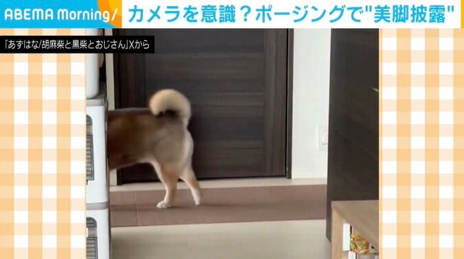柴犬の花ちゃん