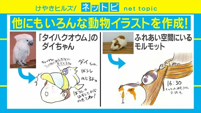 なぜマッチョ!? 長崎バイオパークの「フラミンゴの見分け方」の看板がSNSで話題 4枚目