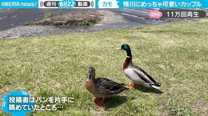 「見惚れるくらい可愛い」鴨のカップルを激写で悲劇…トンビの急襲に気づかないほど“夢中で撮った光景”に「可愛い」「日向ぼっこかな？」 1枚目