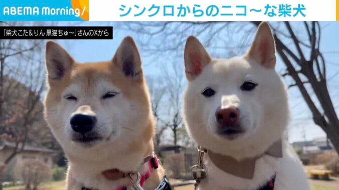 柴犬の小太郎くんと凛太郎くん