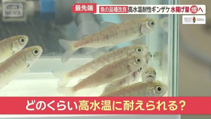 どのくらい高水温に耐えられる？