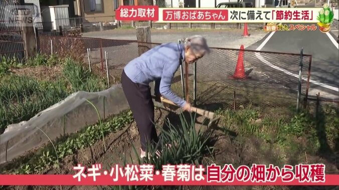 自分の畑から収穫