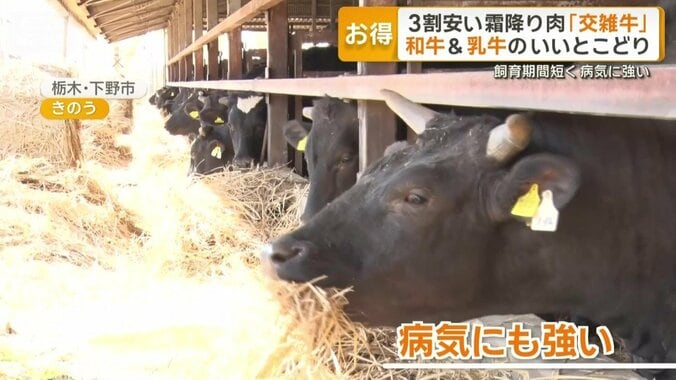 病気にも強い交雑牛