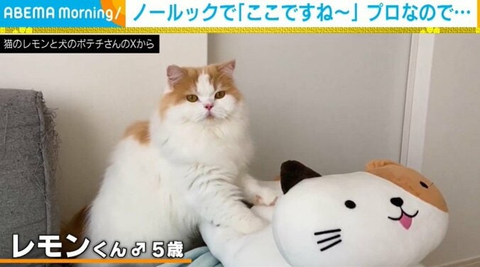 スコティッシュフォールドのレモンくん（5歳）