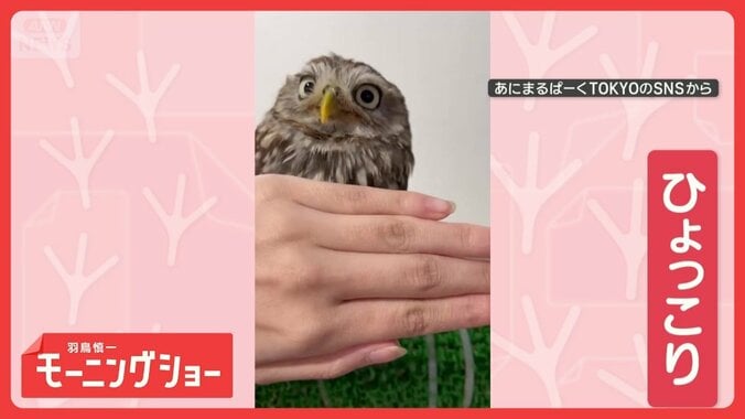 かがんでひょっこり！フクロウ　つぶら瞳で「あなたを見てます」　なぜのぞき込む？ 1枚目