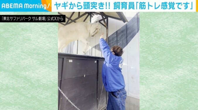 ヤギのごましおくん