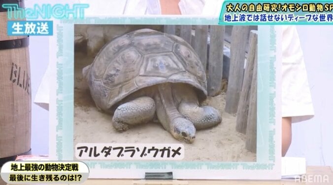 地上の生物が戦ったら生き残るのは？専門家の出した意外な答え 3枚目