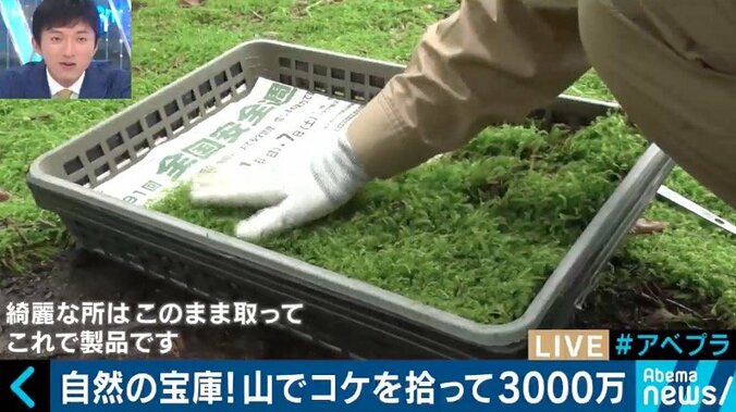 カブトムシやコケを売って年間3000万円の売上も…日本の山が持つ意外なポテンシャル 7枚目