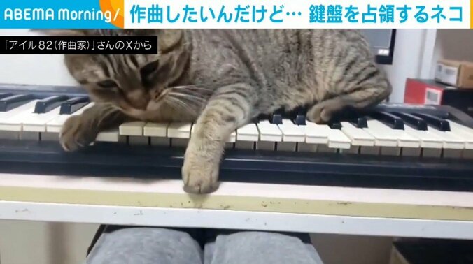 猫のくるみちゃん（7歳）