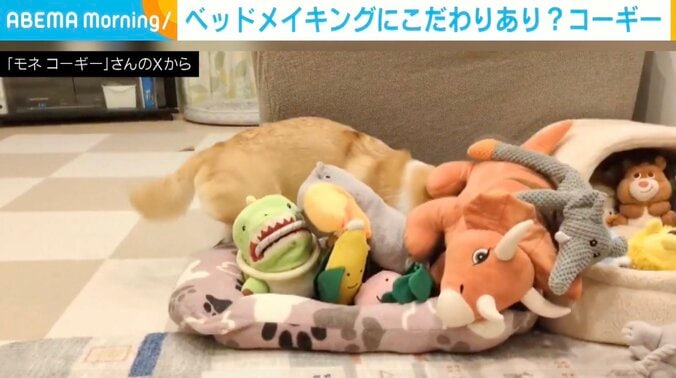 コーギーのモネちゃん