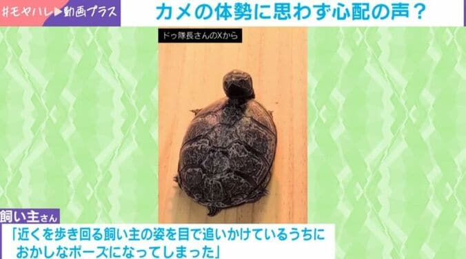 ミシシッピニオイガメ・ぽのちゃん