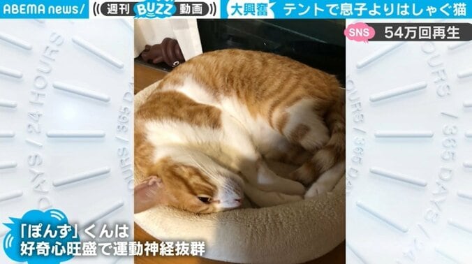 息子より“大はしゃぎ”のネコに飼い主絶句…「気持ちよさそうに暴れている」とネット騒然 1枚目