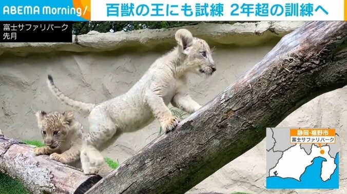 夏に生まれた動物の赤ちゃん、すくすく成長 一人前になったら“卒業”へ 1枚目