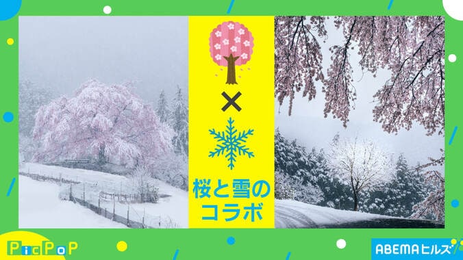 「桜と雪」自然の奇跡を捉えた“コラボ写真”に感動の声「この世とは思えない美しさ」 1枚目