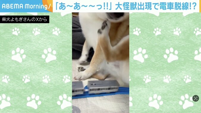 柴犬のよもぎくん