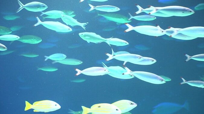 動物たちの可愛すぎる“食事タイム”に密着！ ホワイトタイガーこだわりのディナーとは？ 20枚目