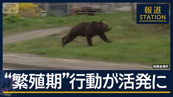 北海道・国道沿いに“2mヒグマ”出没　今後“繁殖期”で行動活発化に警戒 1枚目