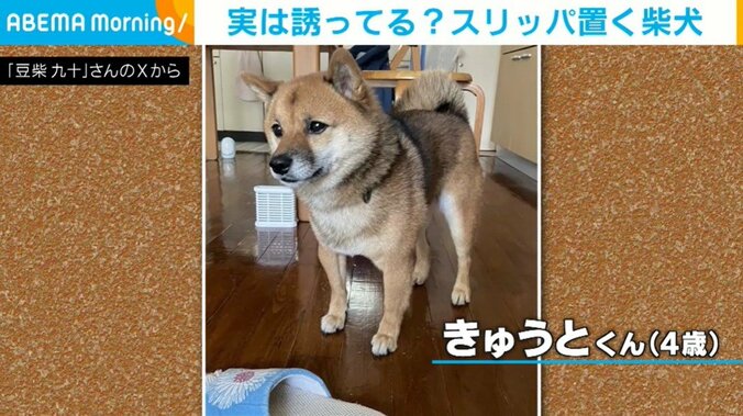 柴犬のきゅうとくん（4歳）