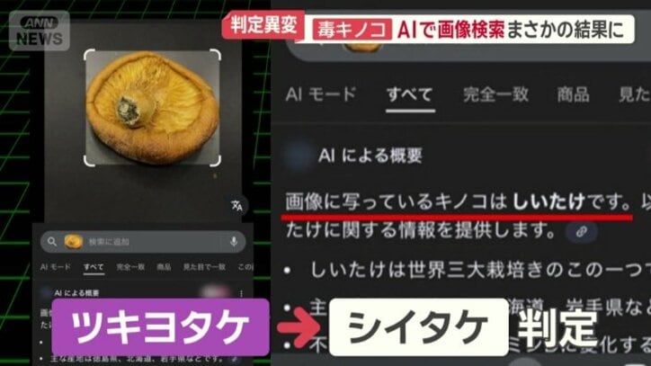 ツキヨタケではなく食べられるシイタケと判定