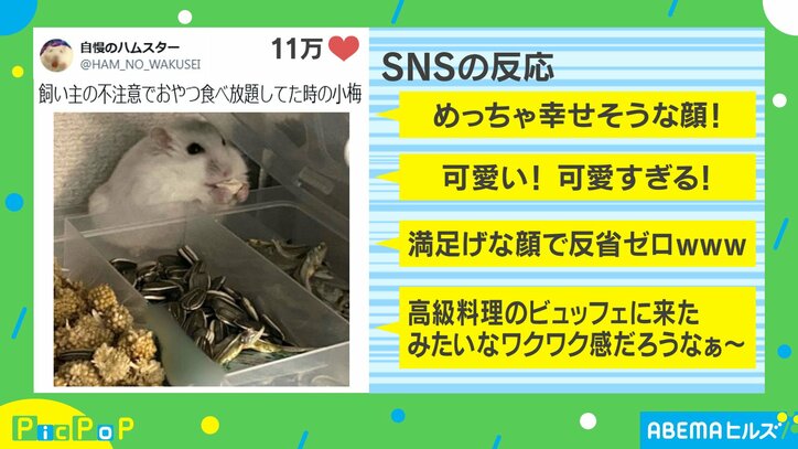 おやつ食べ放題しているハムスター