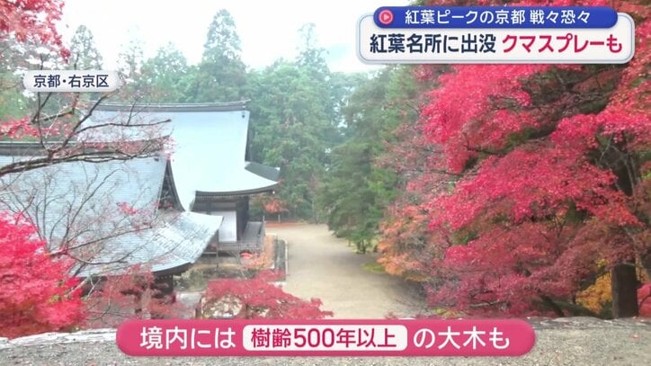 境内には樹齢500年以上の大木も多く残っている