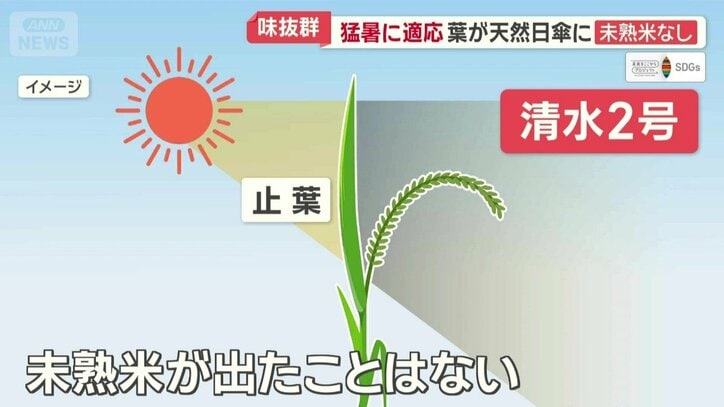 未熟米が出たことはないという清水2号
