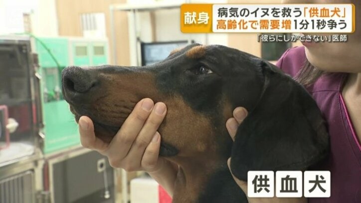 血液を提供するドナー「供血犬」