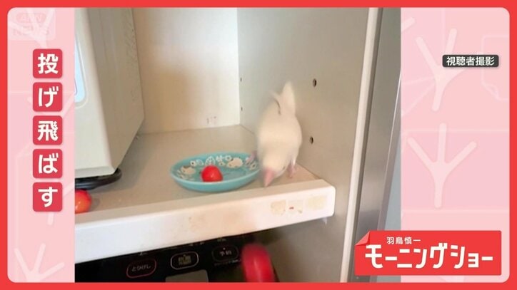 大好きなサクランボをポイッ 連続で床に投げ飛ばすインコさん 何があったの?