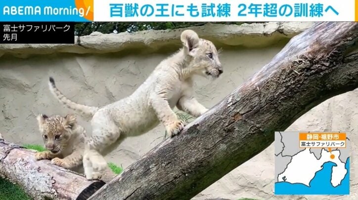 夏に生まれた動物の赤ちゃん、すくすく成長 一人前になったら“卒業”へ