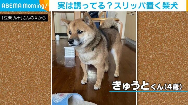 柴犬のきゅうとくん（4歳）