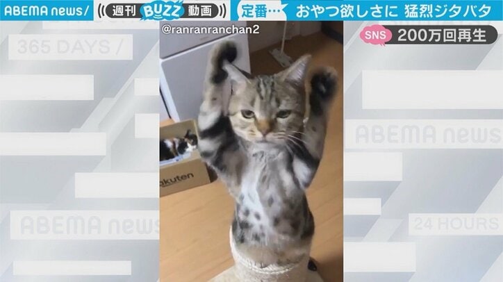 おやつ欲しさに取り乱す猫…飼い主との攻防が「猫好きにはたまらない仕草」と話題